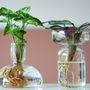 Cadeaux - Pousses végétales dans un vase design Toronto - PLANTOPHILE