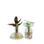 Gifts - Plant sprouts in design vase Toronto - PLANTOPHILE
