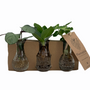 Objets de décoration - Boutures de plantes dans des jolies petites vases - set de 3 pieces - PLANTOPHILE