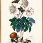 Affiches - Affiche Collection d'histoire naturelle  - THE DYBDAHL CO.