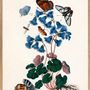 Poster - Poster Natural history Collection - THE DYBDAHL CO.