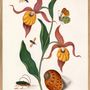 Affiches - Affiche Collection d'histoire naturelle  - THE DYBDAHL CO.