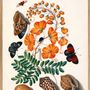 Affiches - Affiche Collection d'histoire naturelle  - THE DYBDAHL CO.