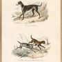Poster - Poster Encyclopedian Nature - THE DYBDAHL CO.
