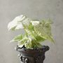 Pottery - Agave Venus, Flower Pot, Handmade Terracotta - ATRIUM DESIGN STUDIO