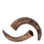 Decorative objects - Deco horn 30 cm - DUTCH STYLE