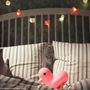 Gifts - Canar String Light - DHINK.EU