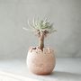 Vases - Dosi- Handmade Terracotta City Plant Pot - ATRIUM DESIGN STUDIO