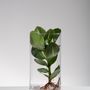 Objets design - FlorMaison - HYDROPONIC PLANTS - FLOR MAISON