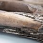 Decorative objects - Fossilized mammoth ivory, raw material - TRESORIENT