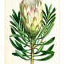 Poster - Botanical Collection Series - BLUE SHAKER
