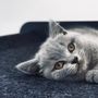 Wall ensembles - SWING - hammock for cats - LUCYBALU