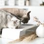Kitchens furniture - DINE - feeding station for cats - LUCYBALU