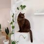 Shelves - STEPS for cats - Set of 3 - LUCYBALU
