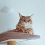 Decorative objects - PLATEAU - Scratch and lounge cat tree - LUCYBALU