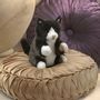 Soft toy - Tuxedo Kitten - FOLKMANIS PUPPETS/JH-PRODUCTS