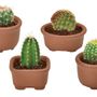 Gifts - Green Capsule | Cacti Cuties - NOTED