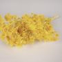 Floral decoration - Yellow dried golden thistle - LE COMPTOIR.COM