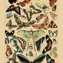 Poster - Vintage Poster Butterflies - Millot - ESQUE