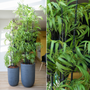 Floral decoration - Bamboo - Artificial Plant - Lou de Castellane - LOU DE CASTELLANE