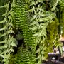 Floral decoration - Artificial Plant - Green Wall - Lou de Castellane - LOU DE CASTELLANE