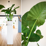 Floral decoration - Alocasia - Artificial Plant - Lou de Castellane - LOU DE CASTELLANE