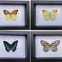 Decorative objects - Butterfly frames, interior curiosities, natural history. - METAMORPHOSES