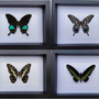 Objets de décoration - Cadres papillons, curiosités d'intérieur, histoire naturelle. - METAMORPHOSES