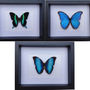 Decorative objects - Butterfly frames, interior curiosities, natural history. - METAMORPHOSES