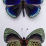 Decorative objects - Butterfly frames, interior curiosities, natural history. - METAMORPHOSES