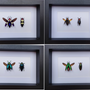 Decorative objects - Entomological frames, butterflies, insects, cabinet of curiosities - METAMORPHOSES