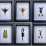 Objets de décoration - Cadres entomologiques, papillons, insectes, cabinet de curiosités - METAMORPHOSES