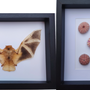 Decorative objects - Entomological frames, butterflies, insects, cabinet of curiosities - METAMORPHOSES