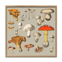 Poster - Poster Mushrooms. - THE DYBDAHL CO.