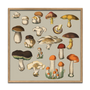 Poster - Poster Mushrooms. - THE DYBDAHL CO.