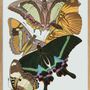 Poster - Poster Butterflies. - THE DYBDAHL CO.