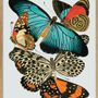 Poster - Poster Butterflies. - THE DYBDAHL CO.