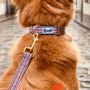 Pet accessories - THE FRENCH BANBAN - A&M - FRENCH BANDIT