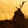 Art photos - Photography - Deer - L'ATELIER DES CREATEURS