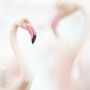 Paintings - Photography - Pink flamingos - L'ATELIER DES CREATEURS