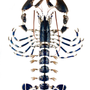 Objets de décoration - Eclaté à la Beauchêne de homard bleu - LA THANATOTHÈQUE