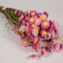 Décorations florales - Acroclinium ou immortelle rose naturelle séchée - LE COMPTOIR.COM