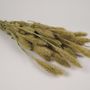 Floral decoration - Natural dried foxtail - LE COMPTOIR.COM