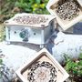 Speakers and radios - Flora - FAMILY LABO SOUND SYSTEM