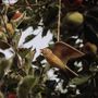 Decorative objects - DecoBird Flying Skylark - WILDLIFE GARDEN