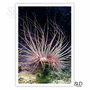 Poster - Sea anemone poster - SI.D