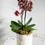 Vases - Arabesque porcelain and gold flowerpot series - ATELIER LE MOTIF