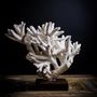 Decorative objects - coral and shell - DECO-NATURE