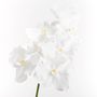Floral decoration - VANDA ROTHSCHILDIANA H60 - LOU DE CASTELLANE - artificial plants and flowers - LOU DE CASTELLANE