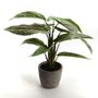 Décorations florales - AGLAONEMA POT H35 - LOU DE CASTELLANE - plantes et fleurs artificielles - LOU DE CASTELLANE